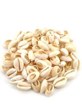 Doğal Deniz Kabuğu Tazı Boncuğu 50 Gr